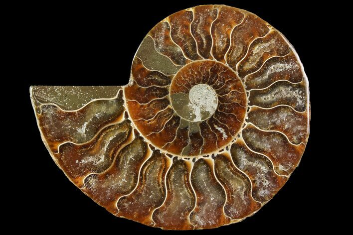 Agatized Ammonite Fossil (Half) - Madagascar #114936